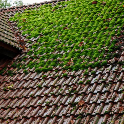 Shingle,Roof,With,Green,Moss,On,Surface,Landmark,Background,Texture