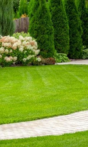 Freshly cut grass in the backyard of a private house.